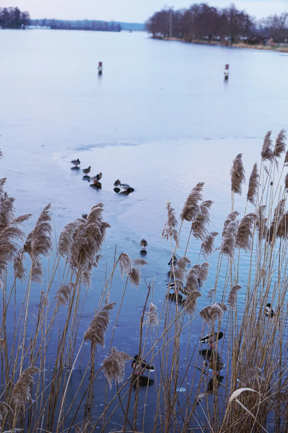 Enten See zugefroren im Winter